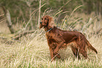 female Irish Red Setter