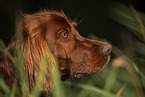 Irish Red Setter Portrait