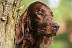 Irish Red Setter Portrait