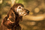 Irish Red Setter Portrait