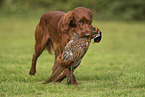 male Irish Red Setter