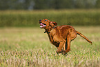 young Irish Red Setter
