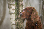 Irish Red Setter Portrait