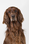 Irish Red Setter Portrait