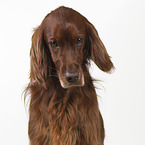 Irish Red Setter Portrait