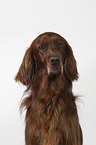 Irish Red Setter Portrait