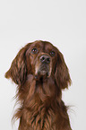 Irish Red Setter Portrait