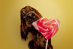 Irish Red Setter Portrait