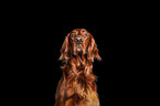 Irish Red Setter Portrait