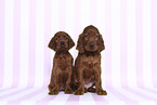 Irish Red Setter Puppies