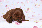 Irish Red Setter Puppy