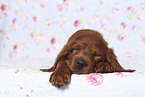 Irish Red Setter Puppy