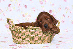 Irish Red Setter Puppy