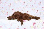 Irish Red Setter Puppies