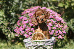 Irish Red Setter Puppy