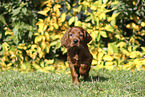 Irish Red Setter Puppy