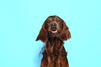 male Irish Red Setter