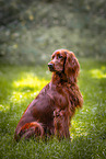 Irish Red Setter