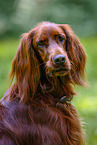 Irish Red Setter