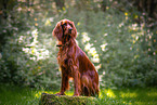 Irish Red Setter