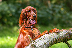 Irish Red Setter