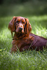 Irish Red Setter