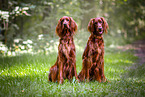 Irish Red Setter