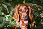 Irish Red Setter