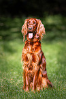 Irish Red Setter