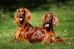 Irish Red Setter