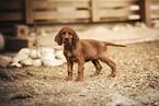 Irish Red Setter