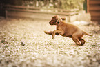Irish Red Setter