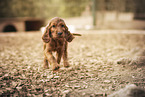Irish Red Setter