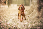 Irish Red Setter
