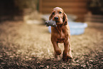 Irish Red Setter