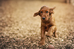Irish Red Setter