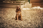 Irish Red Setter
