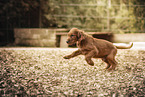 Irish Red Setter