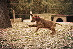 Irish Red Setter