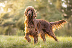 Irish Red Setter