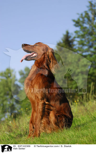 Irish Setter / Irish Setter / SST-02369
