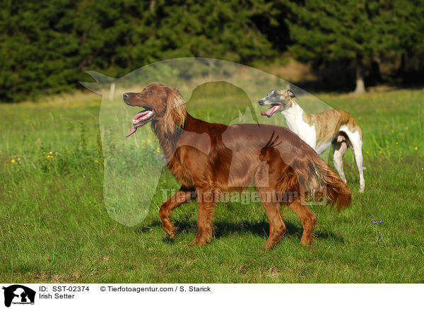 Irish Setter / Irish Setter / SST-02374