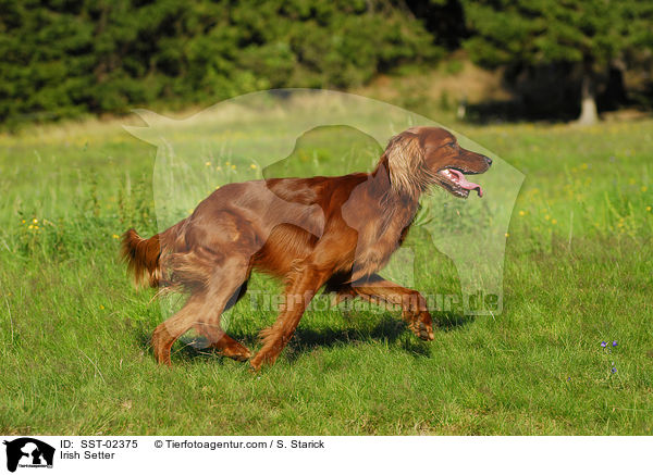 Irish Setter / Irish Setter / SST-02375