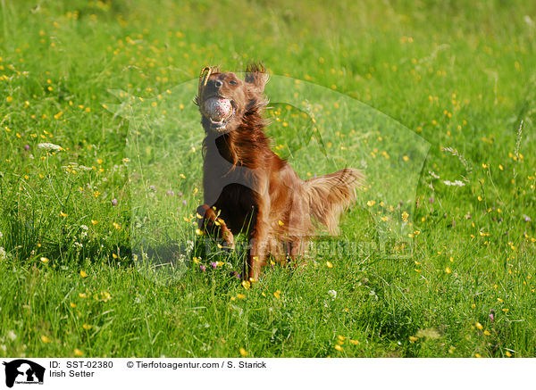 Irish Setter / Irish Setter / SST-02380