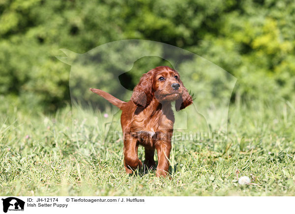 Irish Setter Puppy / JH-12174