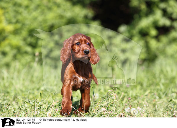 Irish Setter Puppy / JH-12175
