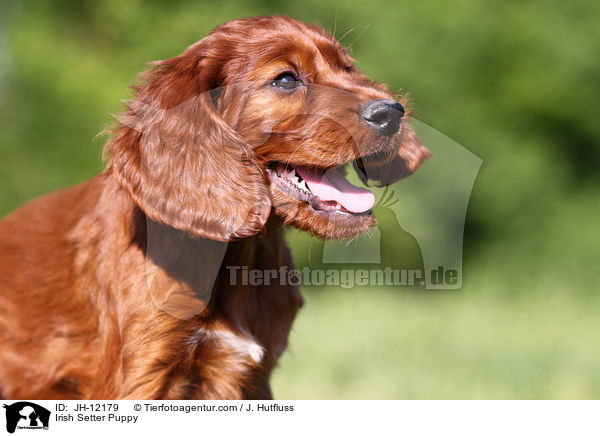 Irish Setter Welpe / Irish Setter Puppy / JH-12179