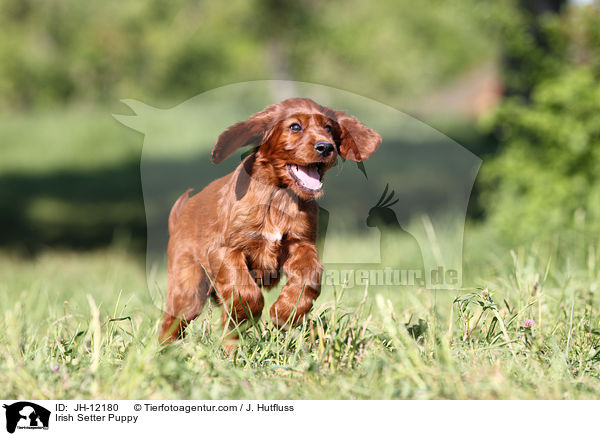 Irish Setter Welpe / Irish Setter Puppy / JH-12180