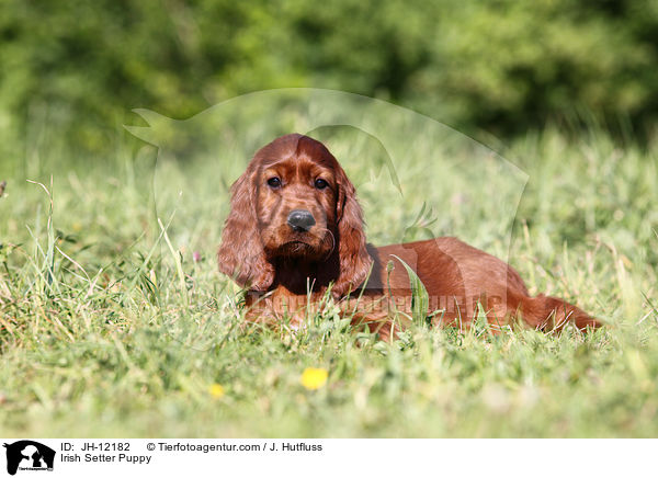 Irish Setter Puppy / JH-12182