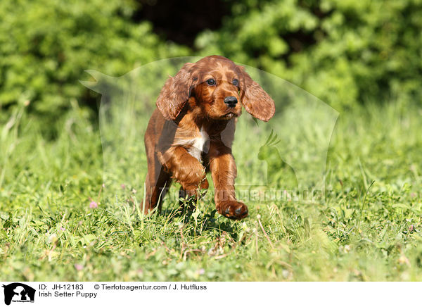 Irish Setter Puppy / JH-12183